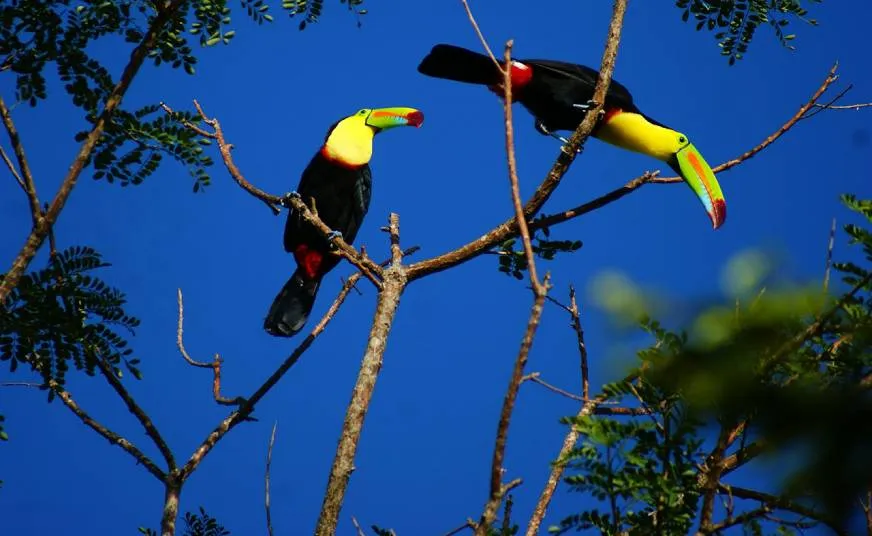 Two brightly colored toucans perched on tree branches against a deep blue sky.