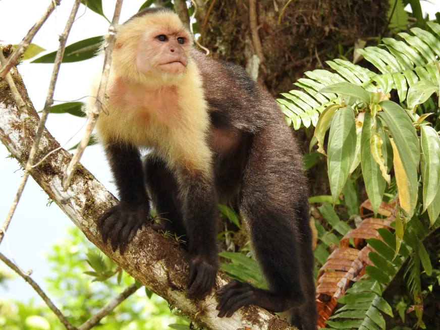 A white-faced capuchin monkey clings to a branch and looks directly at the camera.