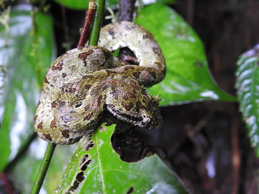 A large toad with textured brown and grey skin clings to a mossy branch.