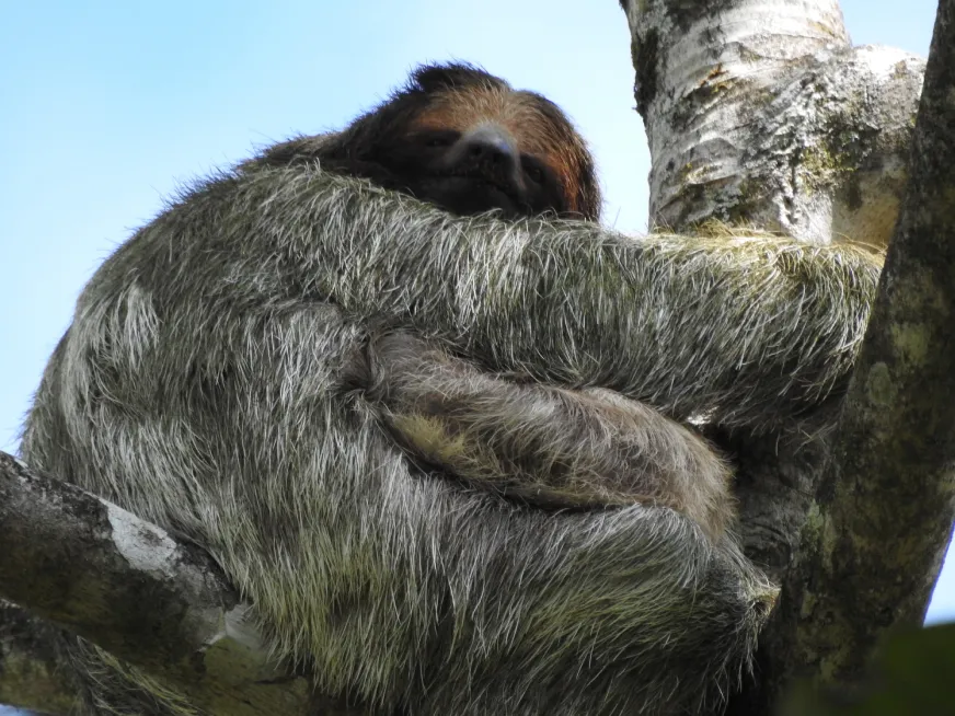 A three-toed sloth with grey fur hangs and rests on a tree branch.