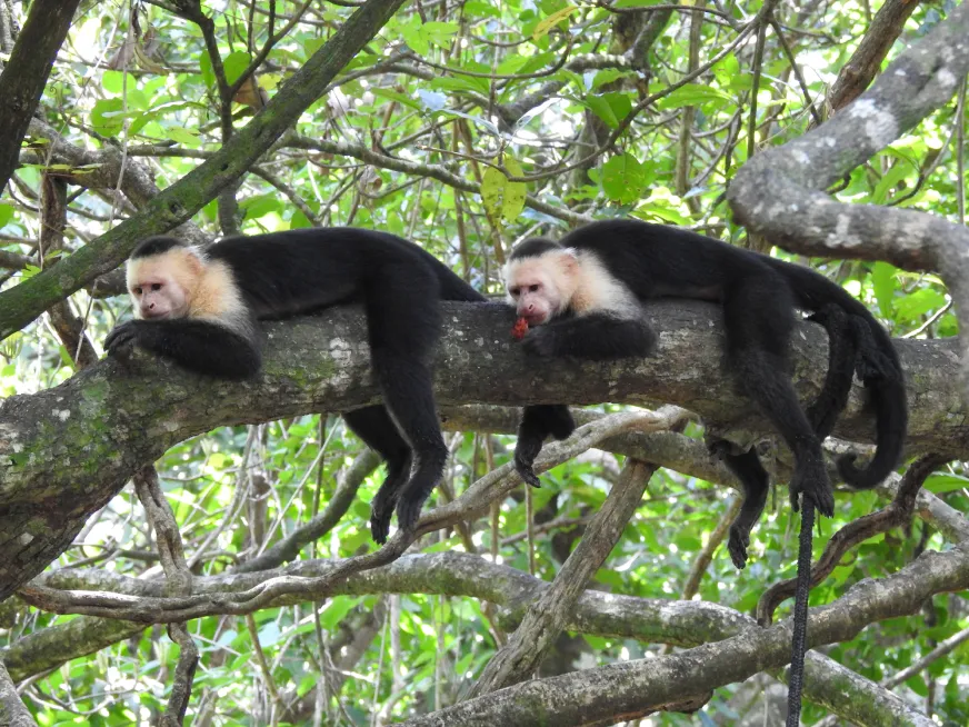 Two white-faced capuchin monkeys rest together on a tree branch in the jungle.