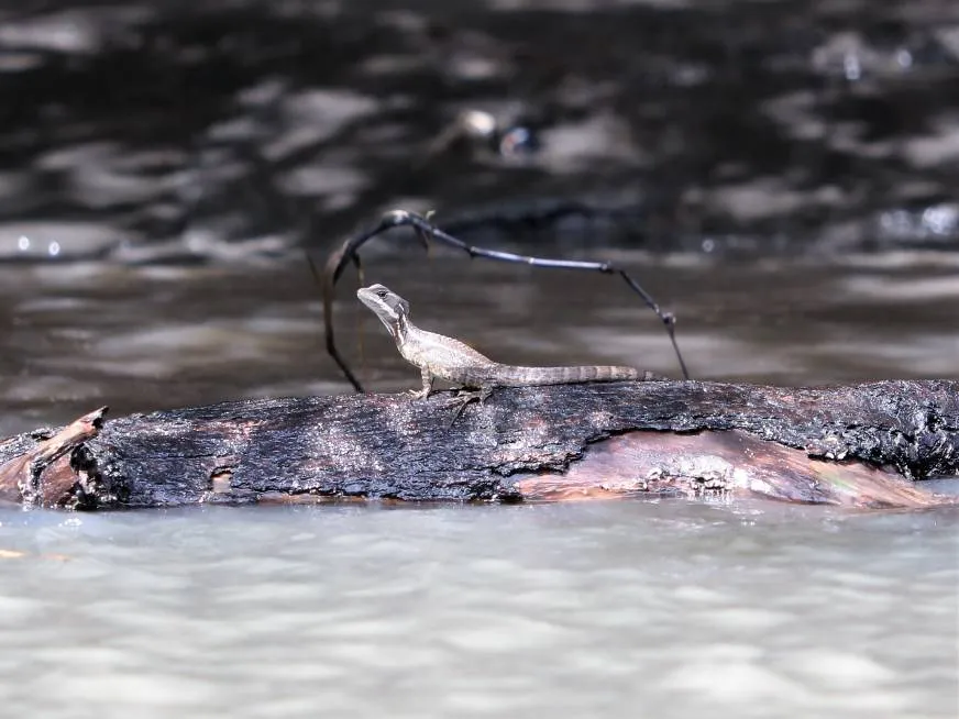 A small gray lizard rests on a dark log floating in calm, clear water.