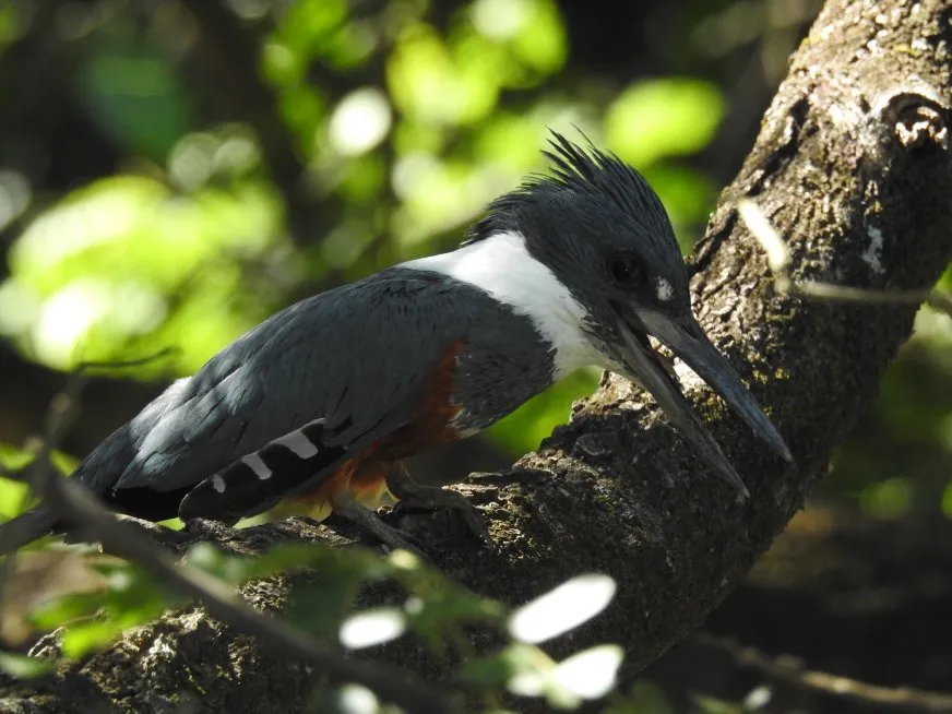 A kingfisher with grey and white plumage and its beak open, perched on a branch.