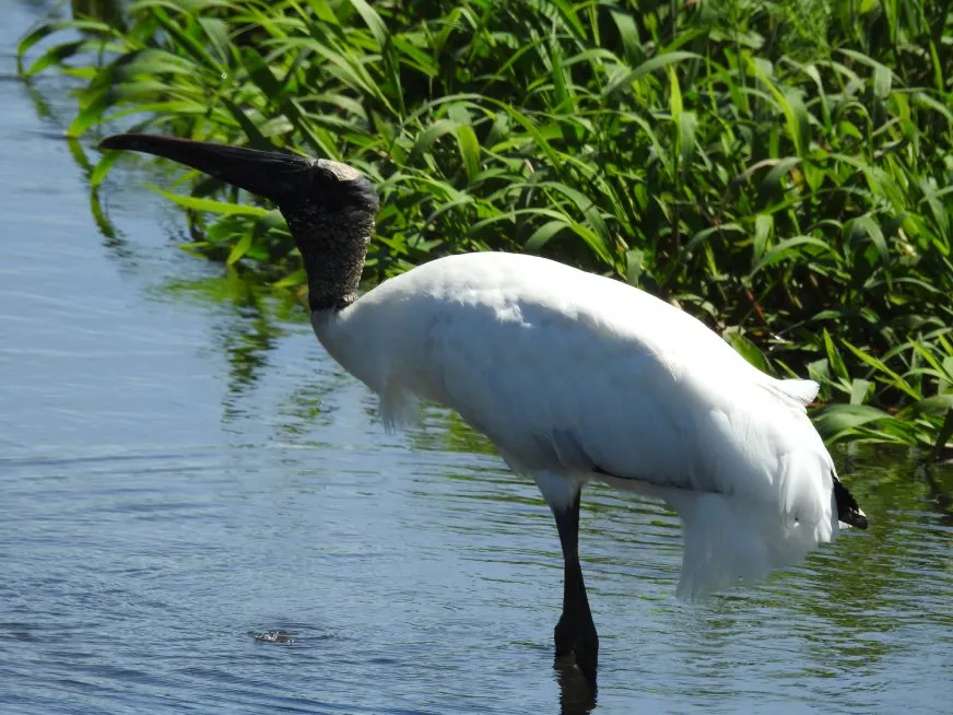 A white-plumaged, dark-headed American tantalus standing in shallow water near vegetation.