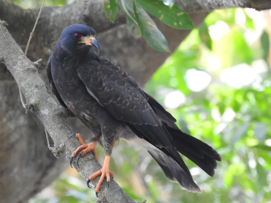 A hawk with dark plumage and red eyes perched on a tree branch.