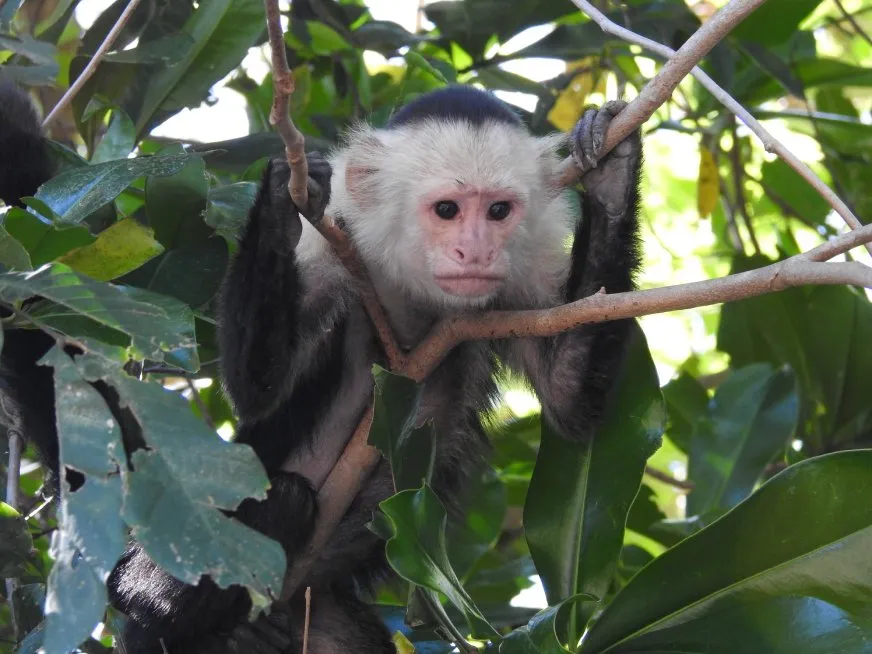 A white-faced capuchin monkey clings to branches among the green foliage.