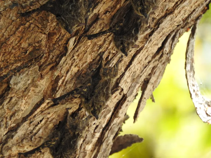 Several small, dark-furred bats rest camouflaged on the rough bark of a tree.