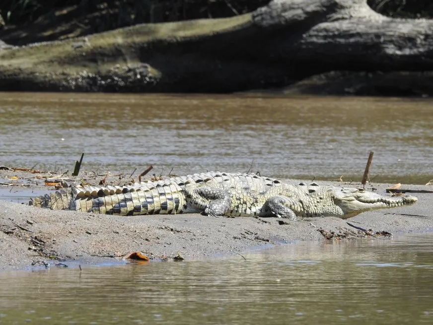 A large crocodile rests on the sand at the bank of a murky, dark river.