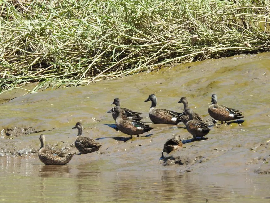 A group of small ducks rest on the muddy bank next to green grass.