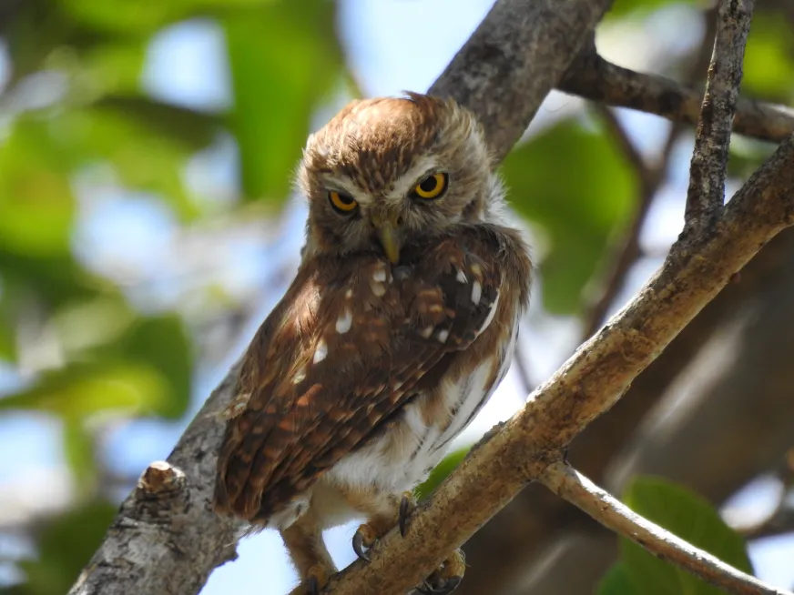 A small owl with brown and white plumage perched on a leafy tree branch.