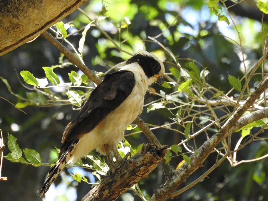 A black and white bird of prey perched on a branch surrounded by green leaves.