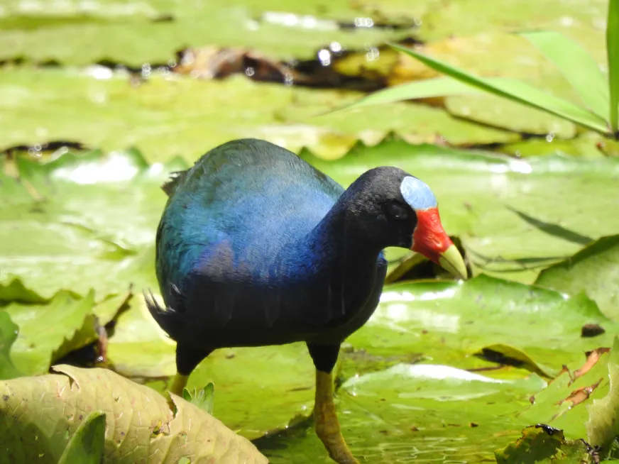 A dark blue-plumaged bird walks on green water lily pads floating in the water.