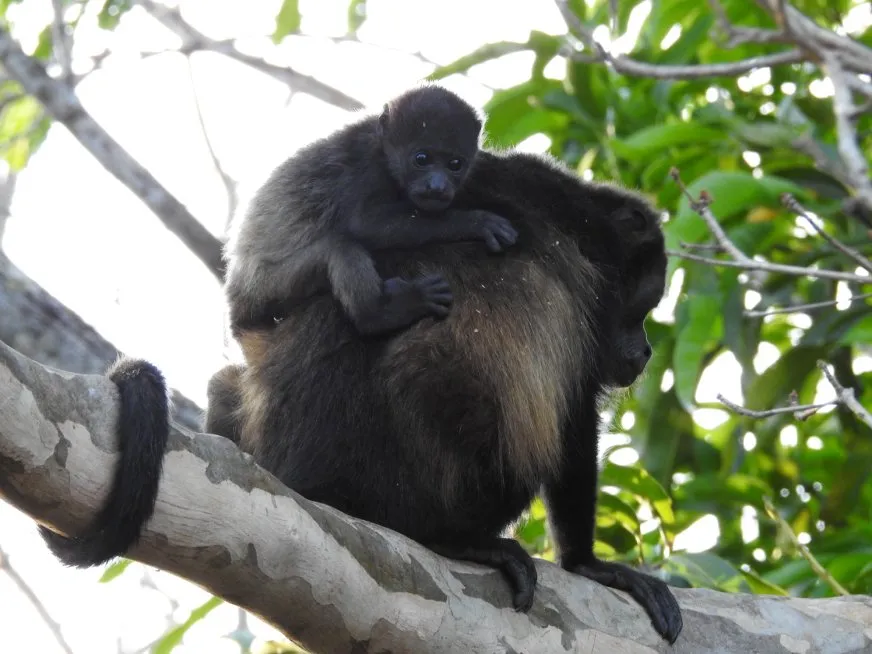 A baby howler monkey rests on its mother's back on a branch.