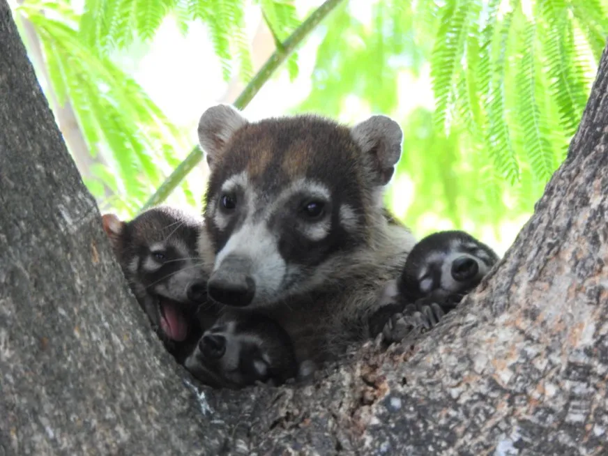 A mother coati rests in a tree with her three small, furry babies.