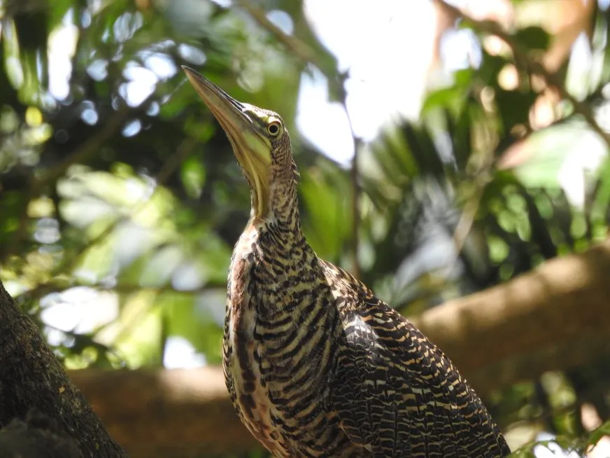 A bird with dark and light striped plumage perched among branches of green trees.