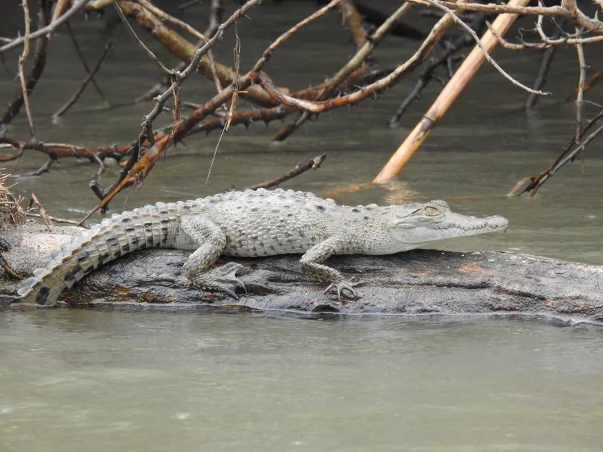 A young, light-skinned crocodile rests on a floating log in calm, dark waters.