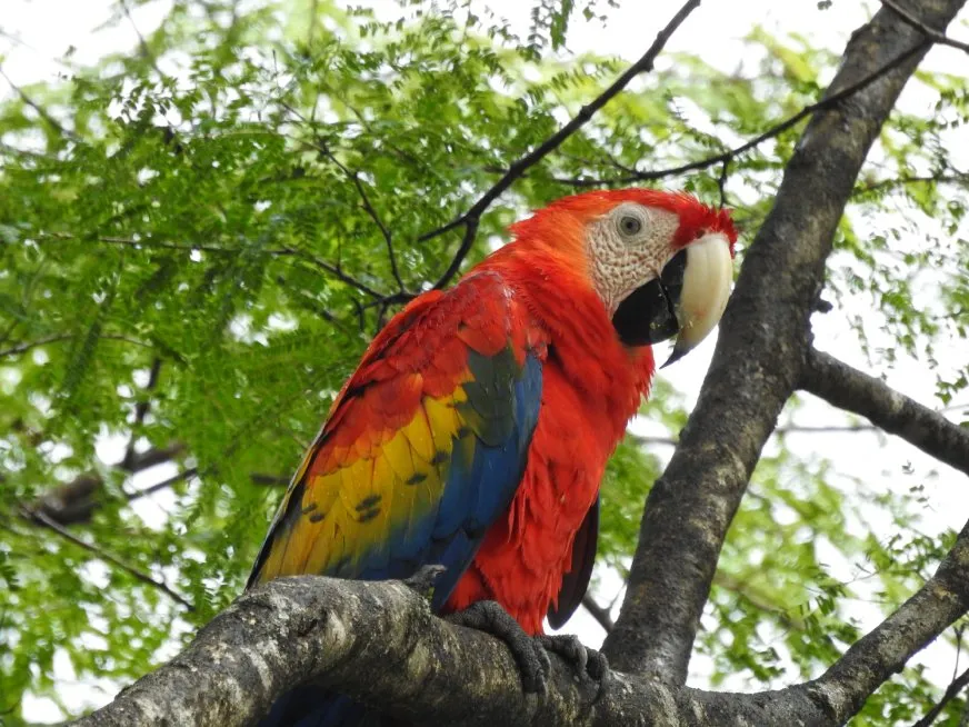 A red macaw with yellow and blue feathers perched on a tree branch.