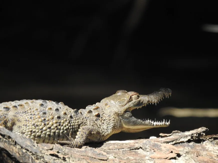 A young crocodile with its mouth open rests on a wooden log under natural light.