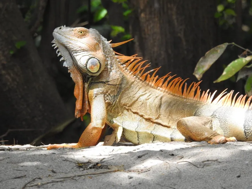 A brown and orange iguana with dorsal spines rests on sandy ground.