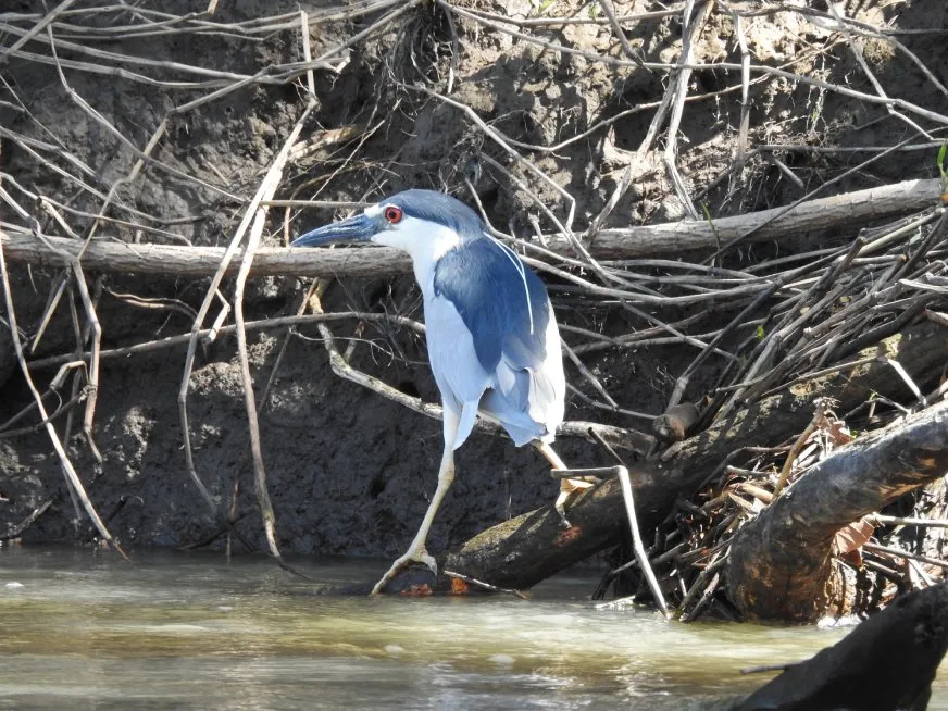 A black-crowned night heron walks on a fallen log near the riverbank.