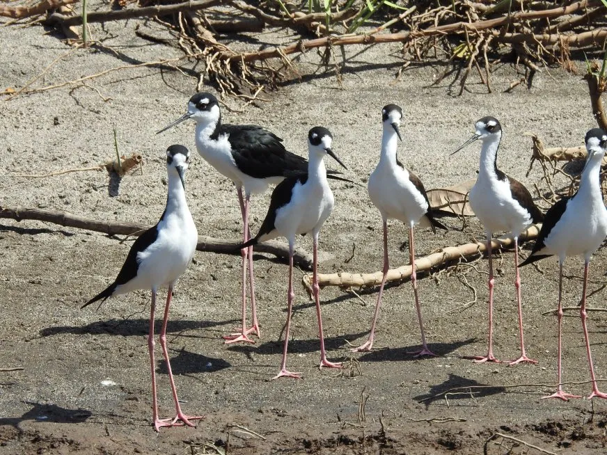 A group of black-necked stilts with long, pink legs on the sand.
