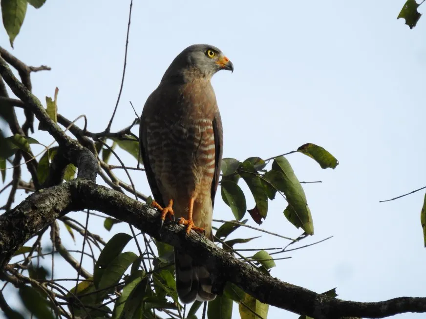 A grey-plumaged, striped-chested hawk perched on a leafy tree branch.