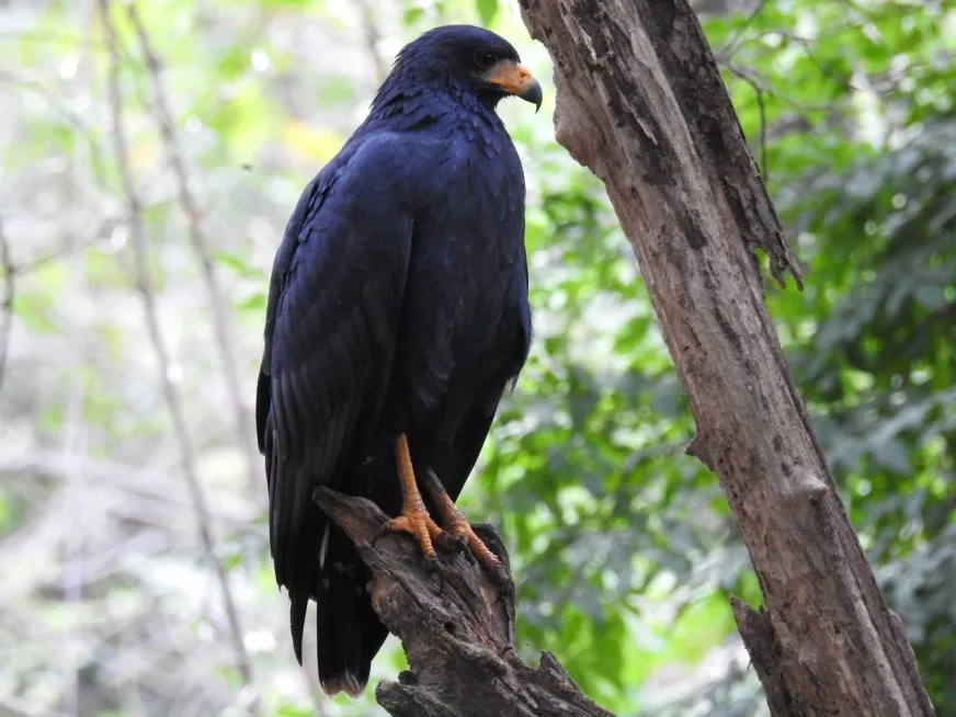 A black hawk with dark plumage and yellow legs perched on a dry branch in the forest.