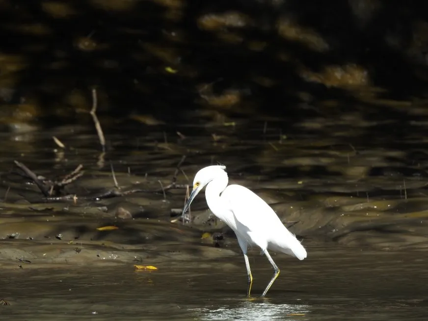 A white egret with bright plumage walks through shallow waters against a dark background.