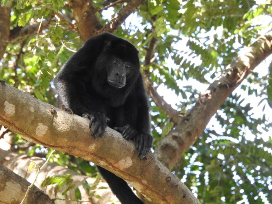 A black howler monkey rests on a tree branch surrounded by green foliage.