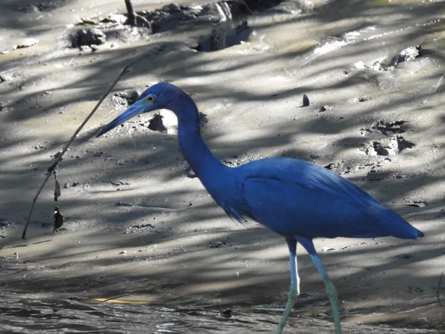 A little blue egret walks on the wet mud near the water's edge.