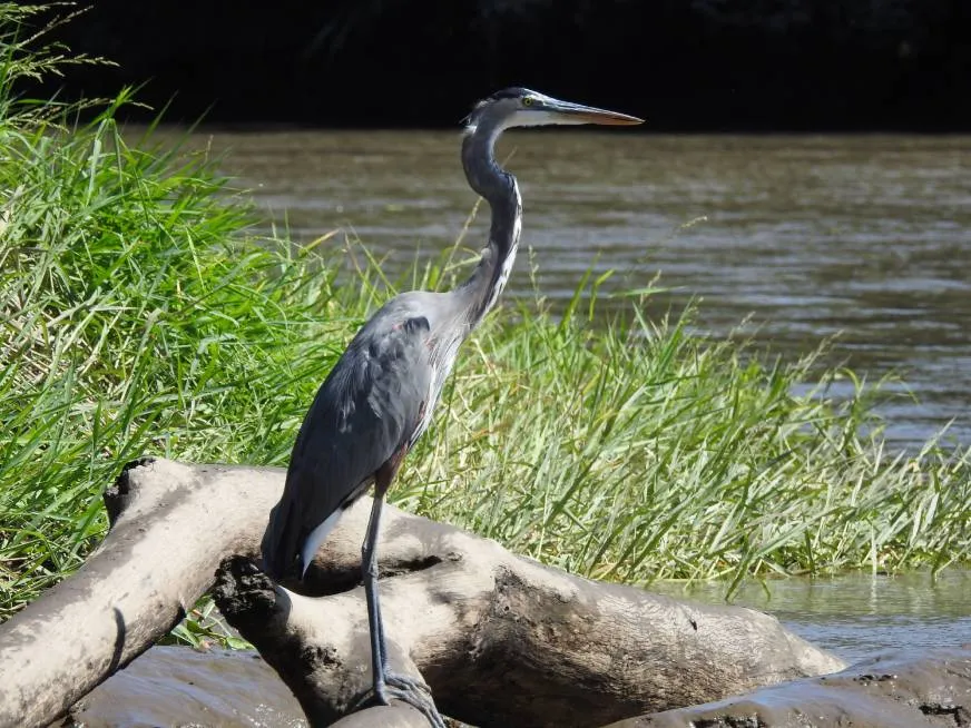 A blue heron standing on a fallen log by the bank of a river.