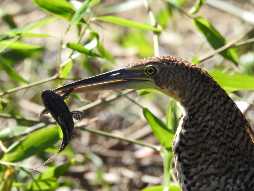 A mottled brown bird holds a small dark fish in its long beak.