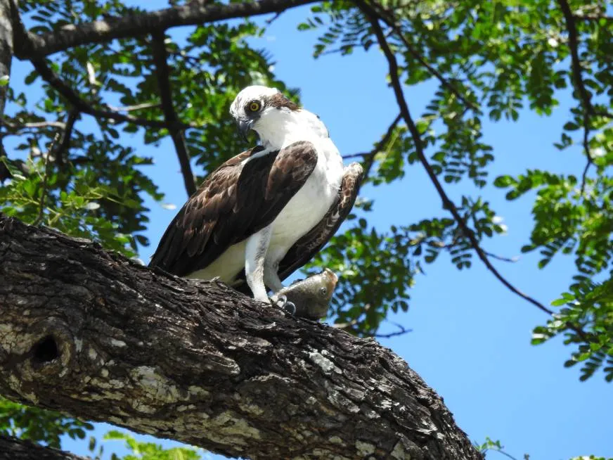 A white and brown osprey holds a fish on a tree branch.