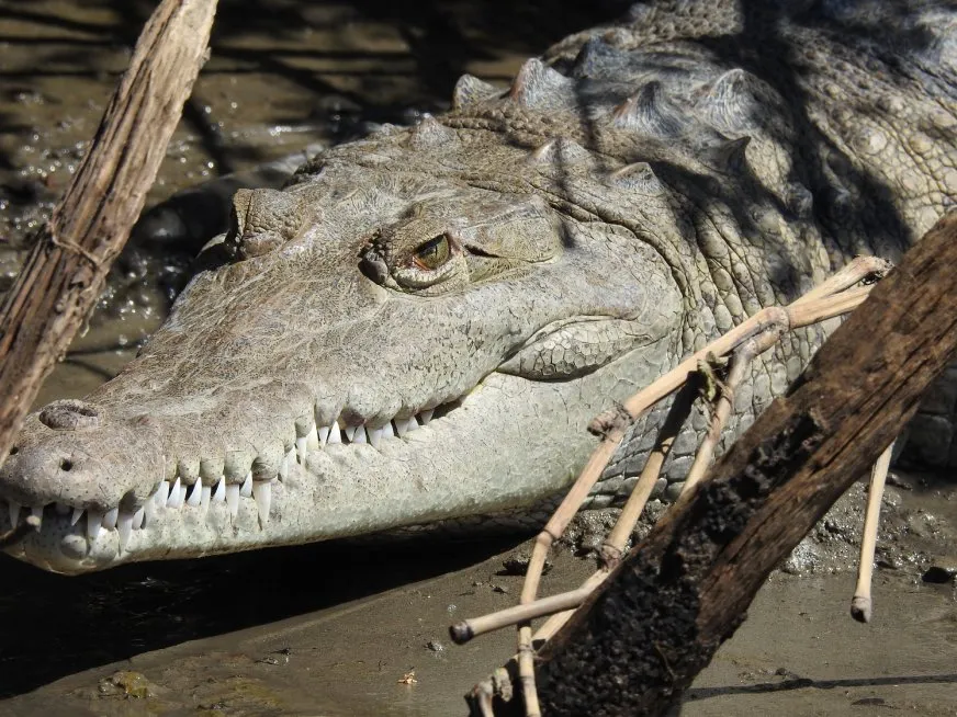 A crocodile with scaly, grayish skin rests on the mud next to dry branches.