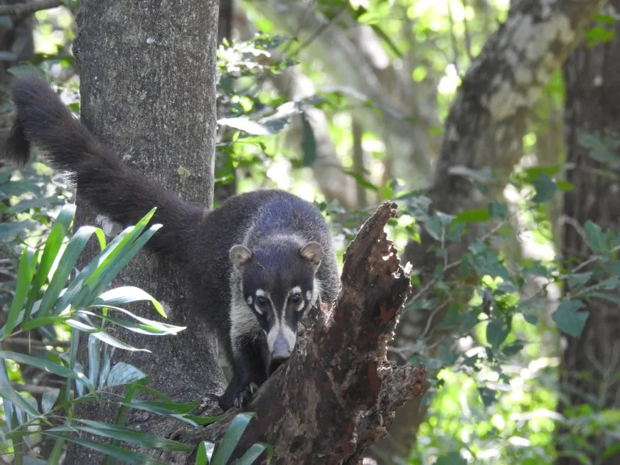A dark-furred coati with a long tail sits on a log in the forest.