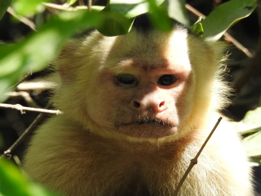 A light-furred, dark-faced capuchin monkey observes from the green foliage of a forest.