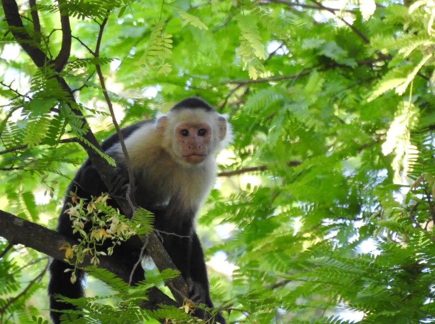 A white-faced capuchin monkey sits on a branch looking curiously among green tropical leaves.