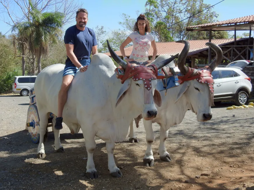 Tourists ride white horses and oxen in a rural village setting with parked cars nearby.