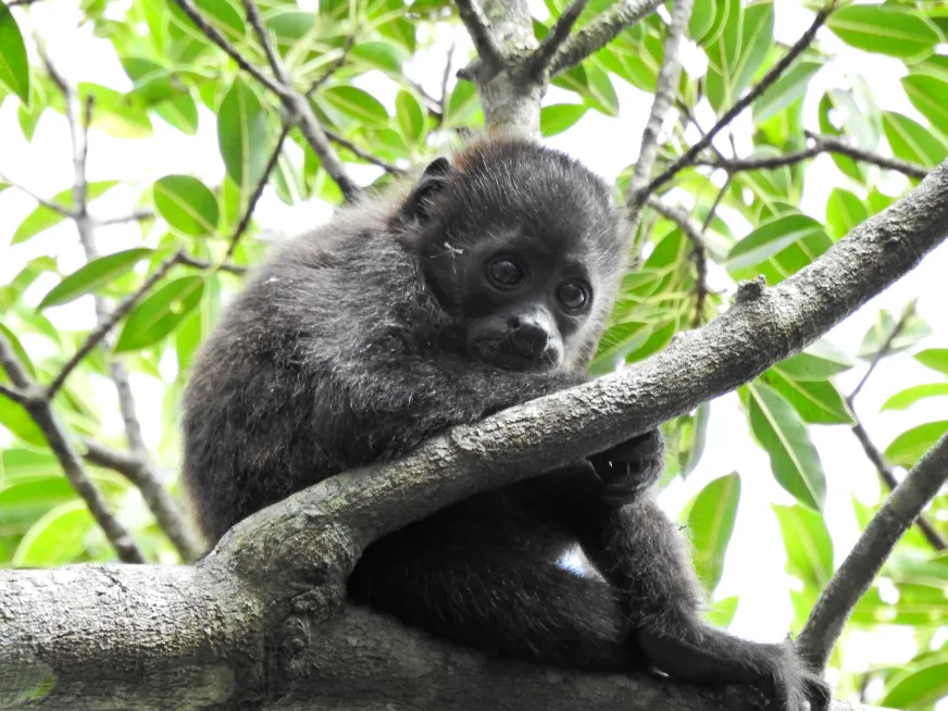 A dark-furred howler monkey rests on a tree branch among green tropical leaves.