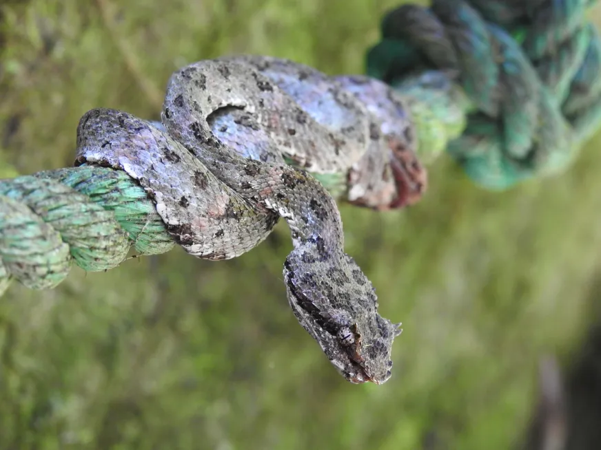 A close-up of a grey camouflaged snake coiled on a mossy branch in the forest.