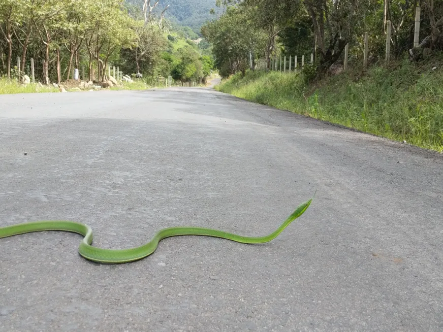 A bright green snake rests on the asphalt of a road surrounded by tropical vegetation.
