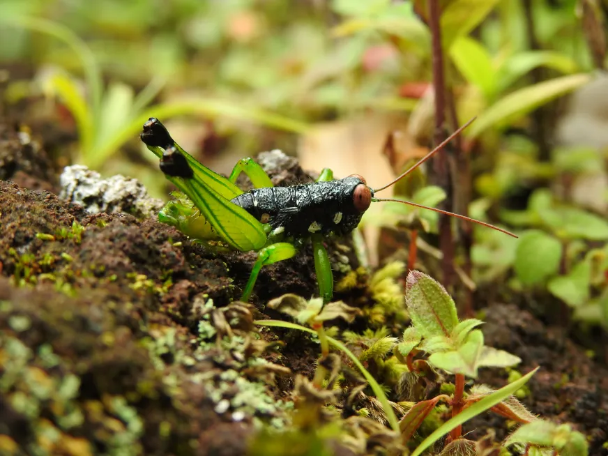 A close-up of a small green frog perched on dark soil among tropical plants.