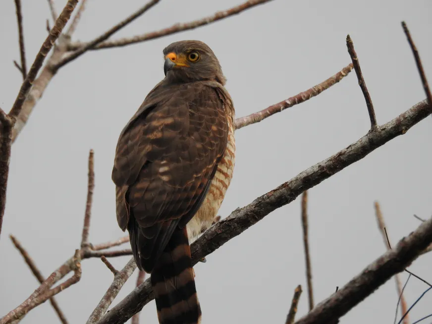 A hawk with brown and russet plumage perches on a branch in the forest.