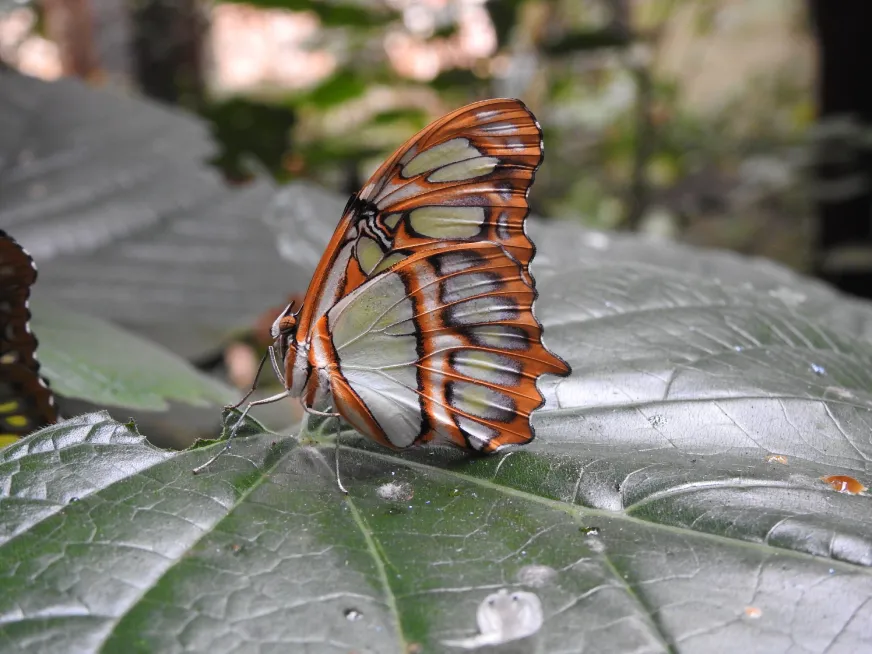 Butterfly with orange, white and black wings perched on a large green leaf.