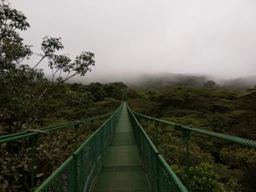 A green suspension bridge crosses a cloud forest surrounded by dense vegetation and thick fog.