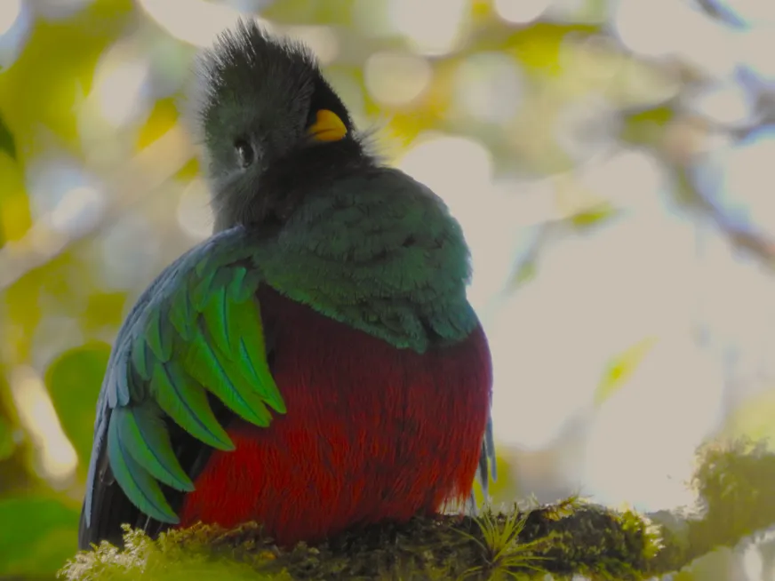 A resplendent quetzal with bright green plumage and a red breast perched on a mossy branch.
