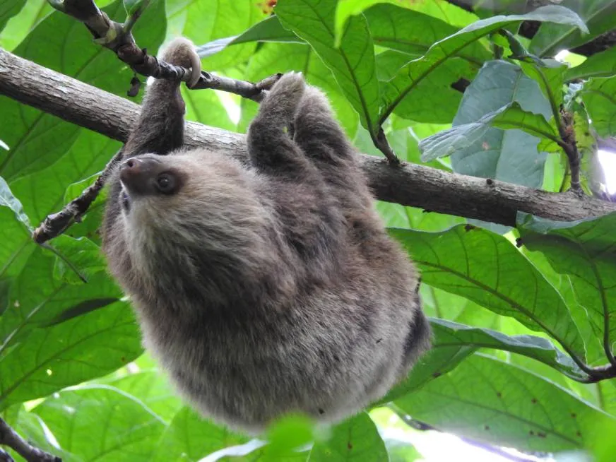 A brown-furred sloth hangs from a branch surrounded by bright green leaves.