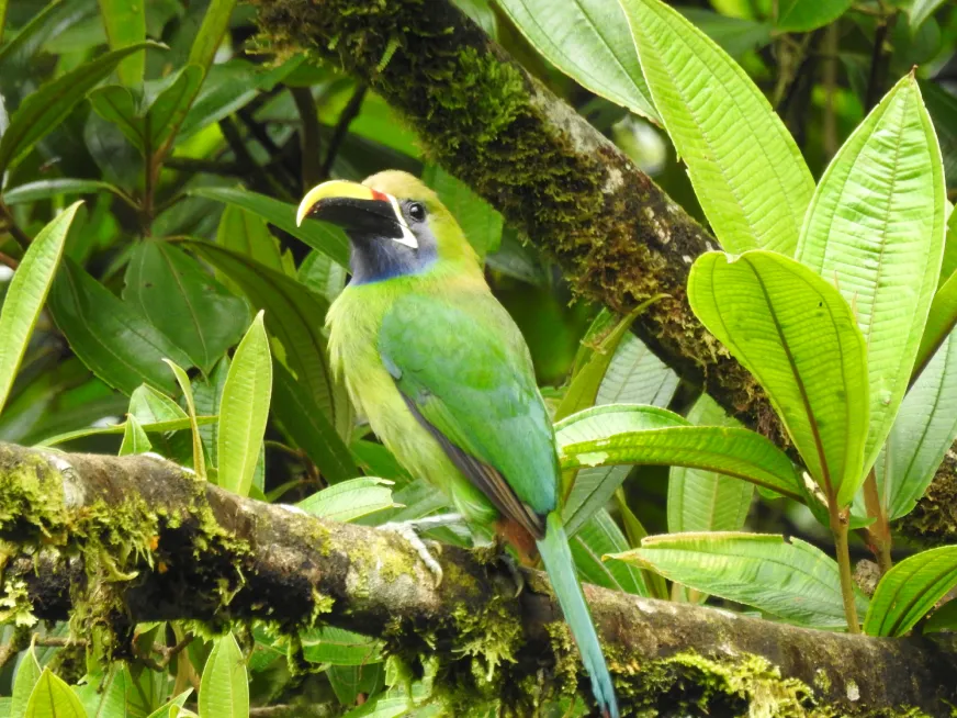 An emerald toucanet with green plumage and a yellow beak perched on a moss-covered branch.