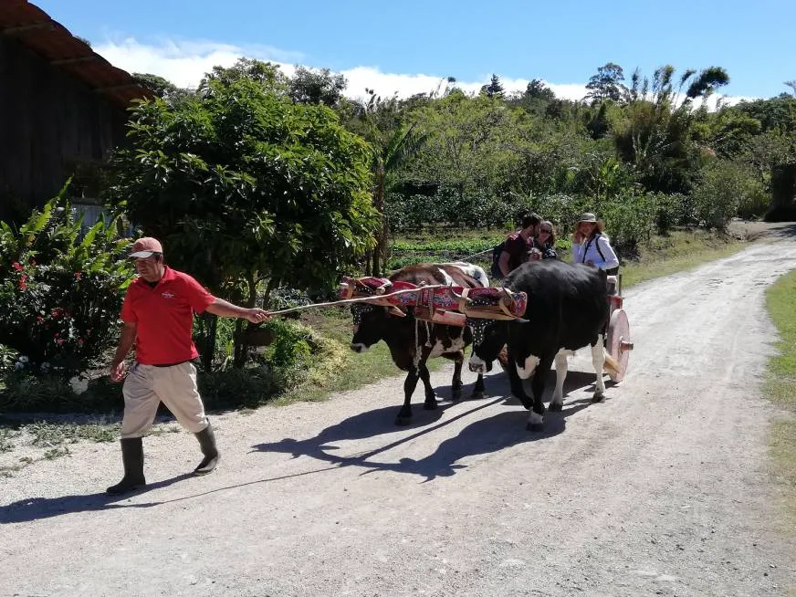 A man guides a cart pulled by two oxen with tourists on board on a rural road.