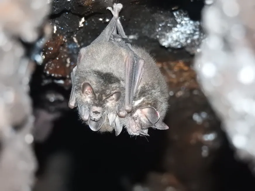 Two dark gray-furred bats hang upside down together from the ceiling of a cave.